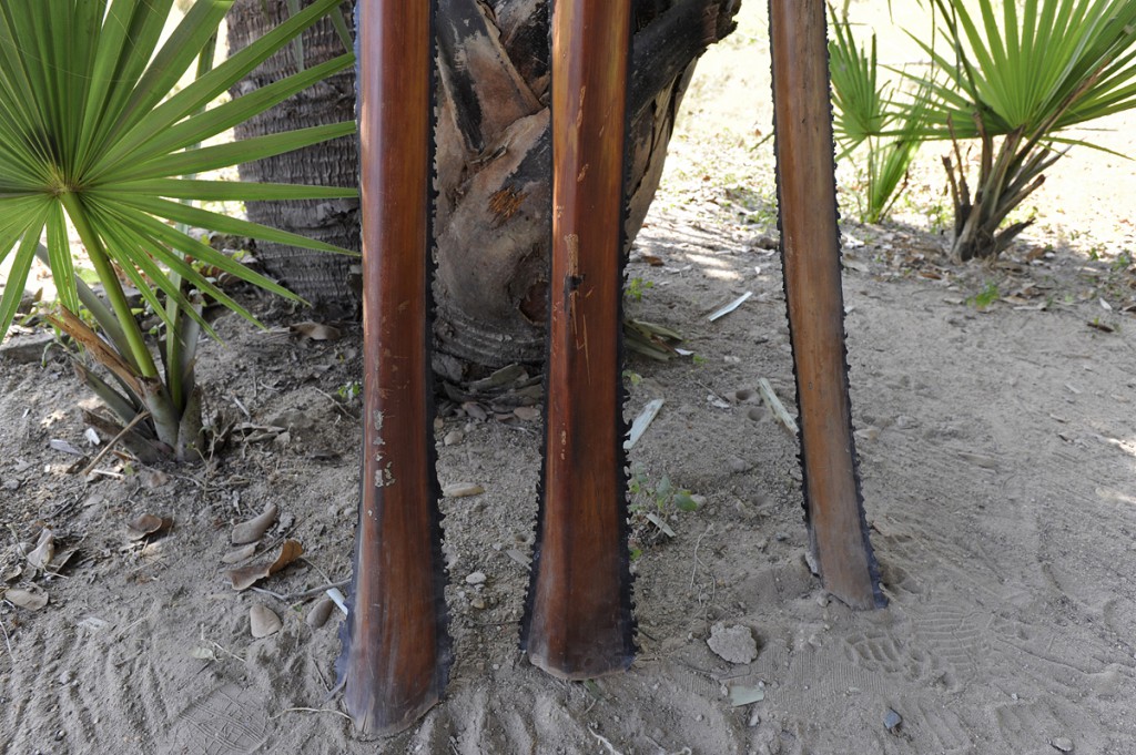 Instruments of torture. These palm frond stems  with razor sharp serrated edges were among the rudimentary objects and farm tools used to beat victims to death – less expensive and way more painful than bullets.